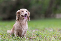 DTSC DOGS 25